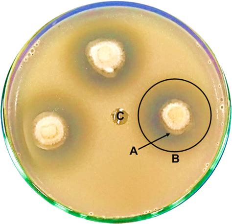 Dual Culture Antagonistic Test On Pda W V Yeast Extract Agar