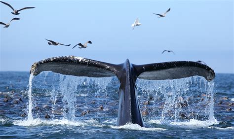 Winter Whale Watching on Monterey Bay | Blog| Inns of Monterey