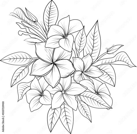 Frangipani Flower Vector Art Bouquet Of Frangipani Flower Hand Drawn