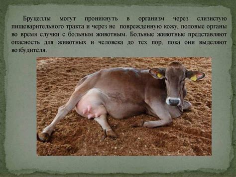 Бруцеллез у коров и коз: симптомы, причины, лечение и профилактика