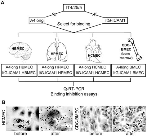 Selection Of P Falciparum Ies On Different Endothelial Cell Types A Download Scientific