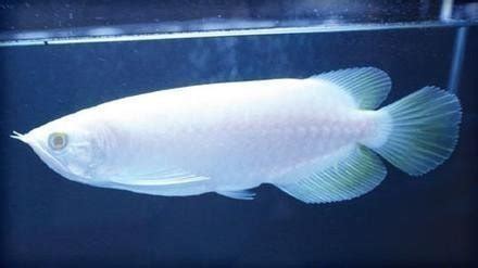 White Arowana Fish Buy White Arowana Fish In Baltimore Brazil From ...