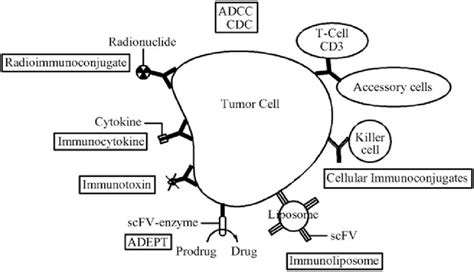 Monoclonal Antibodies For Cancer Therapy Download Scientific Diagram