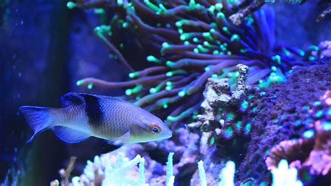 Free Saltwater Fish Fish Images Pixabay