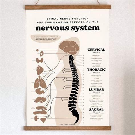 Chiropractic Ans Chart Nervous System Poster Subluxation Etsy