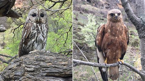 Dersim de tedavileri tamamlanan kızıl şahin ve alaca baykuş doğaya