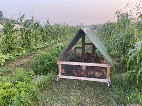 Beginners Guide To Self Sufficient Homesteading From Scratch Farmstead