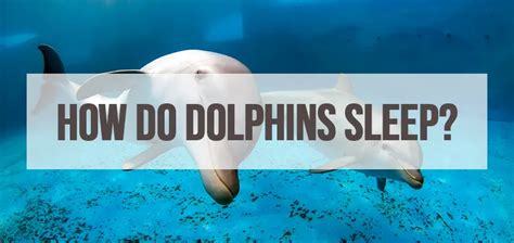 How Do Dolphins Sleep The Sleep Advisors