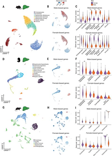 Sex Biased Gene Expression Across Mammalian Organ Development And