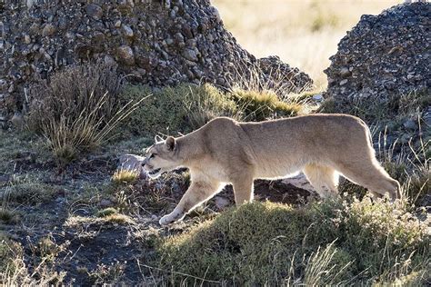 Puma Stalking Guanacos In Patagonia In Patagonia Wild Cats Animals