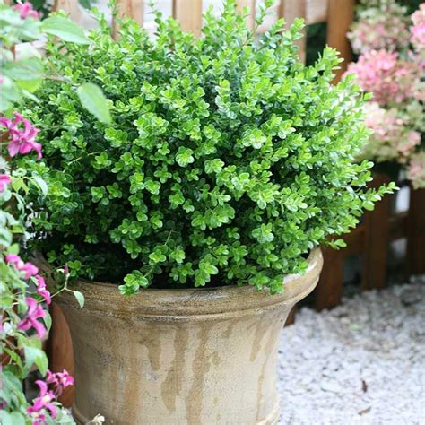 Buxus Sprinter® Plants Landscaping Plants Container Gardening