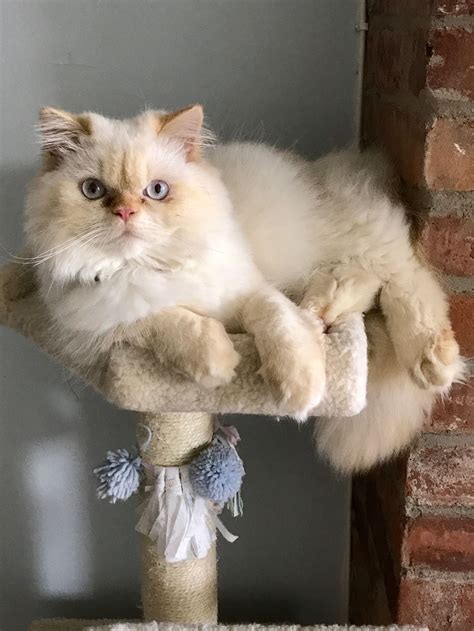 Pin By Kim Stams On Flame Point Himalayans Himalayan Cat Cats Kitty