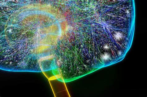 El Cerebro De La Rata Se Parece A Internet Público