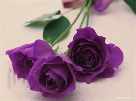 Purple Roses Picture wallpaper | 1024x768 | #23482