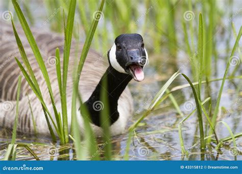 Canada Goose Swimming Hissing Mouth Open Stock Photo Cartoondealer