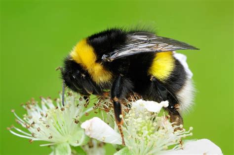 The Life Of Bumblebees Aigas Field Centre