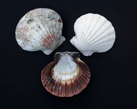 Curious Collectors Of Clam Shells Identification And Interesting Facts Hubpages