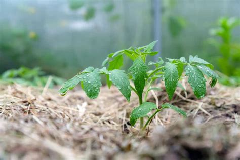 Best Mulches For Tomato Plants How When To Mulch Tomato Bible