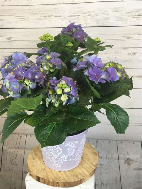 Hydrangea Planter By Cynthia S Flower Shop