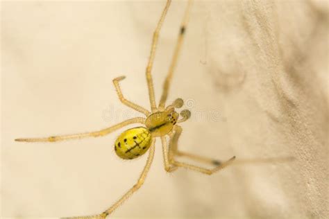 Comb Footed Spider Also Called Cobweb Weaver Any Member Of The Spider