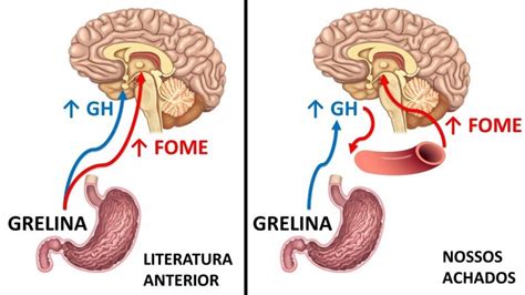 Estudo mostra como o hormônio do crescimento age no cérebro e ajuda a