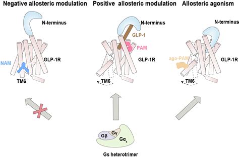 Frontiers Allosteric Modulation Of G Protein Coupled Receptor Signaling