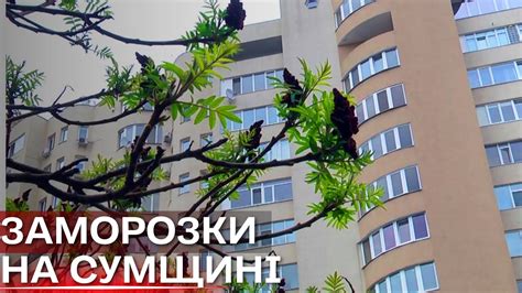 Заморозки до мінус 5 градусів прогнозують на Сумщині - YouTube