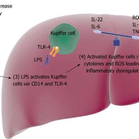 Central Mediating Role Of Kupffer Cells In Alcoholic Hepatitis The