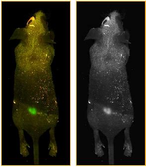 Fluorescence In Vivo Imaging Neoscience