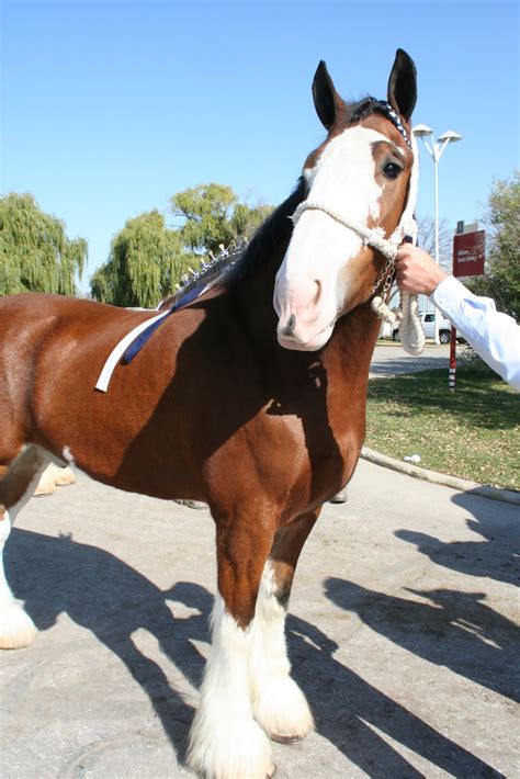 World Clydesdale Show