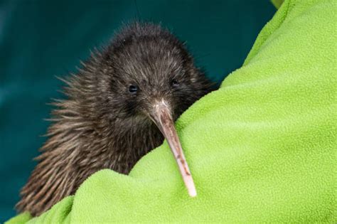 Kiwi Bird