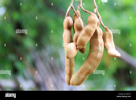 Tamarind Plant Hi Res Stock Photography And Images Alamy