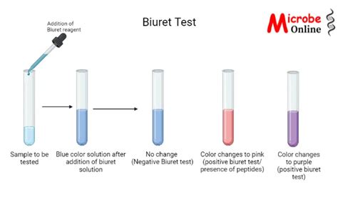 Biuret Test Principle Procedure And Uses • Microbe Online