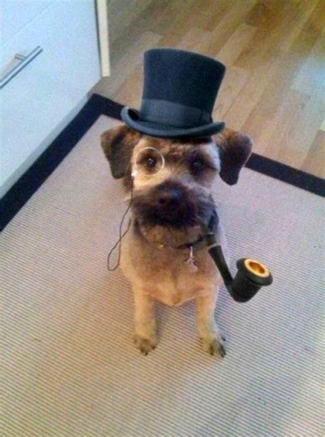 21 Dogs Looking Dapper In Hats Funny Puppy Pictures Funny Animal