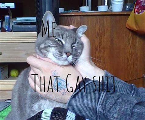Gay Memes With My Cat R SuddenlyGay