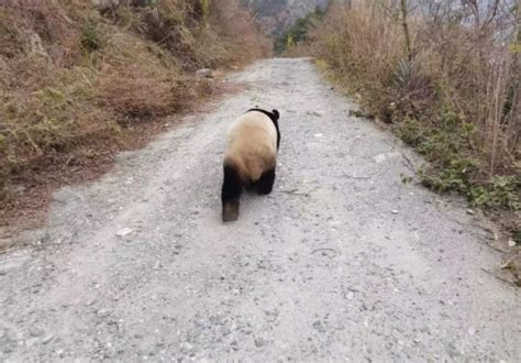 汶川映秀一只野生大熊猫下山过新年四川在线