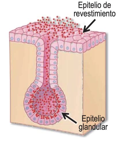 T2 T3 Tejido Epitelial Epitelio De Revestimiento Y Glandulares Flashcards Quizlet