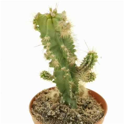 Neobuxbaumia Euphorbioides F Mostruosa 10 Cm Cactaceae Giromagi