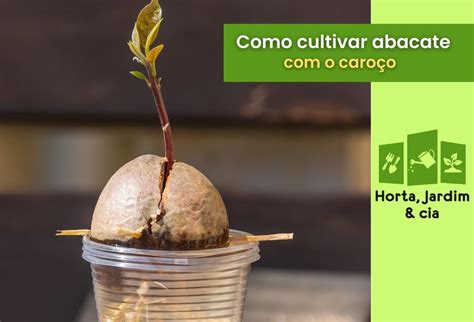 Como Plantar Abacate Em Vaso A Partir Do Caro O Guia Completo Para O