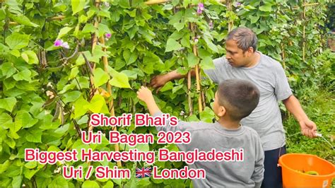 Shorif Bhais Uri Bagan 2023 Biggest Harvesting Bangladeshi Uri