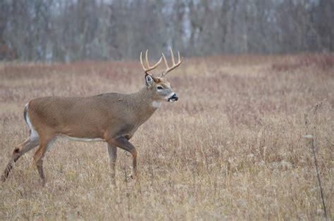 How To Age White Tailed Bucks On The Hoof Union Sportsmens Alliance