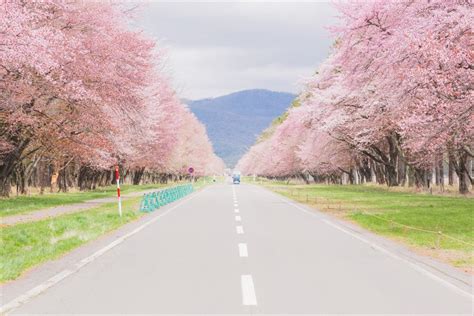 「静内二十間道路桜並木の桜2023」お花見 桜の満開見頃しずない桜祭りライトアップ｜北海道 Anthology