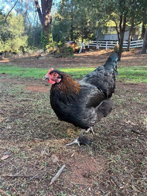 Black Copper Marans Day Old Chicks Safe Landing Farm