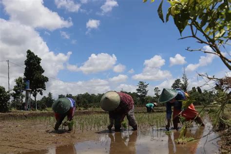 Jumlah Petani Pangan Di Blitar Menurun Masyarakat Enggan Terjun Ke