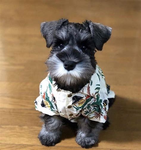 Different Haircuts For Mini Schnauzers Artofit