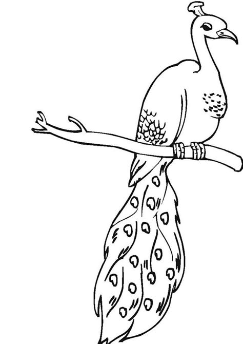 Free And Easy To Print Peacock Coloring Pages Tulamama