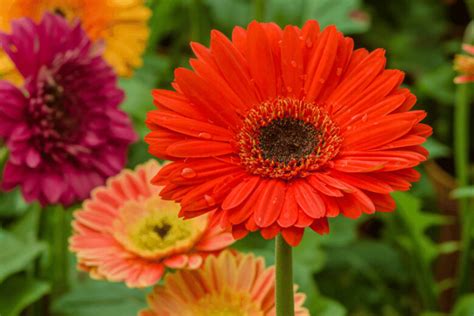 Piante E Fiori Di Maggio Idee E Foto