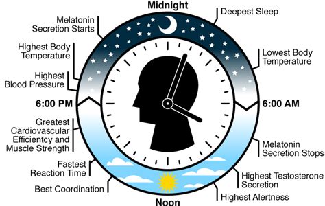 Biological Clock Theory Pharmacist Legacy