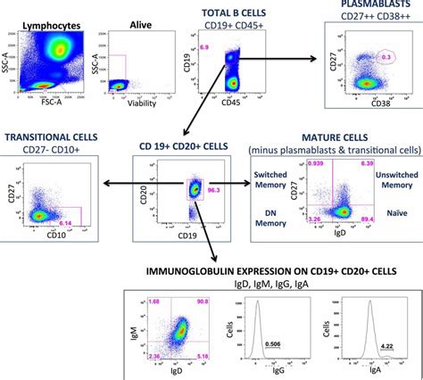 Gating Strategy For The Isolation Of B B Cells A Flow Cytometry A