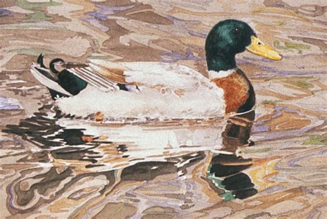 Mallard Duck Colored Pencil Watercolor Mallard Duck Watercolor